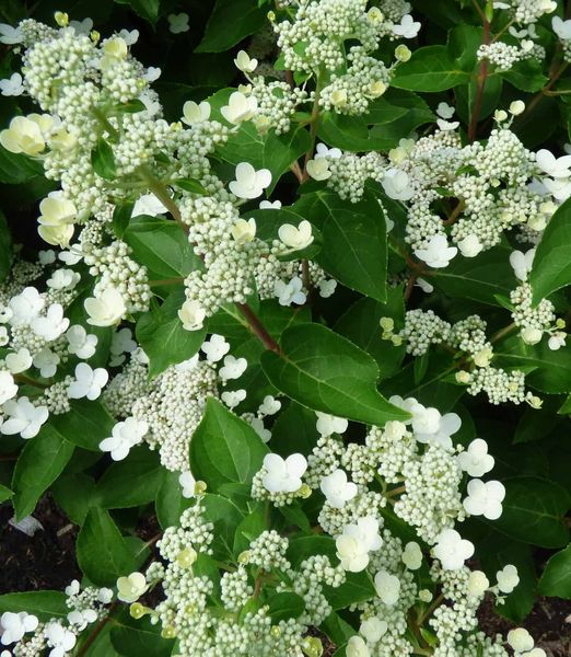Hydrangea paniculata 'Dharuma'